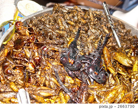 キモイ可愛い?! きもかわいい虫たち 昆虫画像50枚ailovei