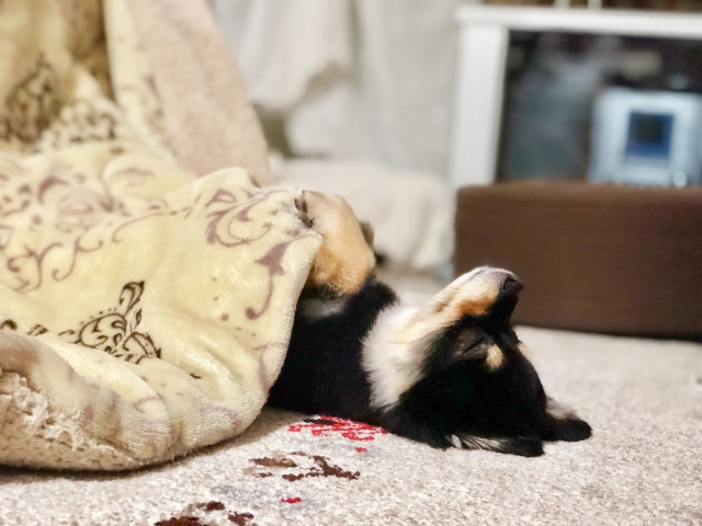 コタツで寝るのがダメな理由大阪本町のマッサージなら 快眠頭ほぐしサロン すいみん