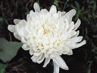 韓国ブーケでよく差し色に使われる菊の花💐 日本では仏花として飾られることが多く不吉なイメージを持たれがちですが、実はとっても縁起の良いお花なんです。花言葉は「夢を叶える」「高貴」「誠実」 「長寿と幸福」などなど 特にピンポンマムやスプレーマムは菊の中でも