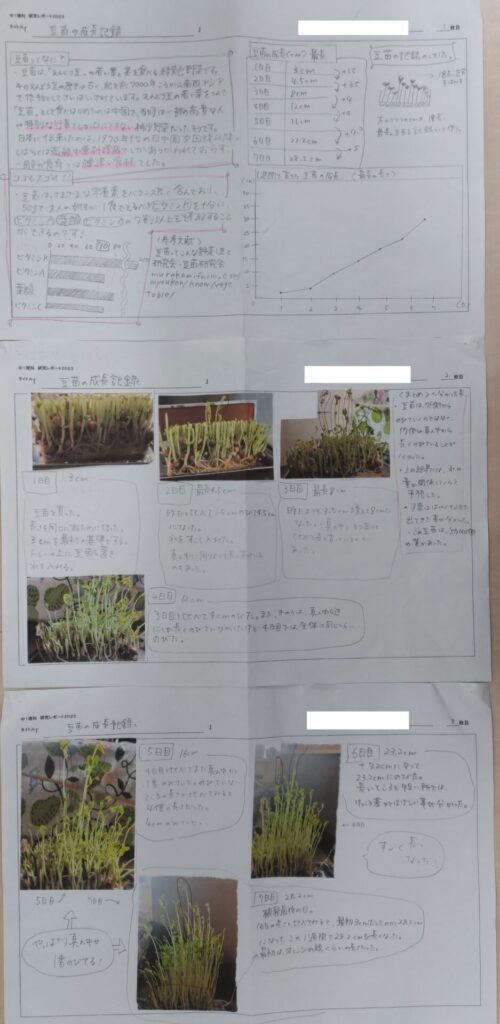 豆苗の育て方2024 年のリアルなLemon8ユーザー体験