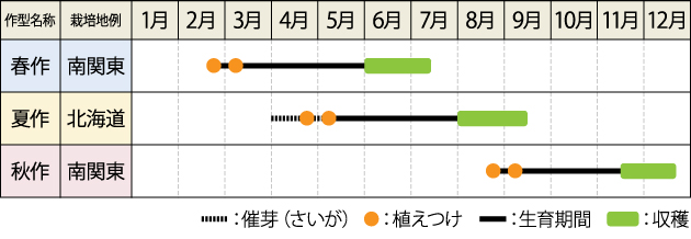 タキイのジャガイモ栽培マニュアル野菜栽培マニュアル調べるタキイ種苗株式会社