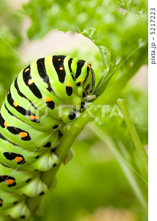 パセリに発生する病気と害虫菜園ラボ