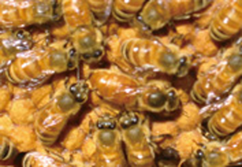 日本蜜蜂の群れ 新女王蜂