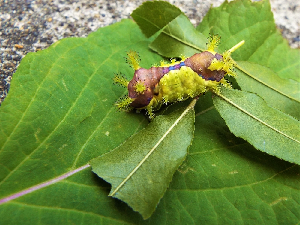 イラガの幼虫」は殺虫剤で予防・駆除