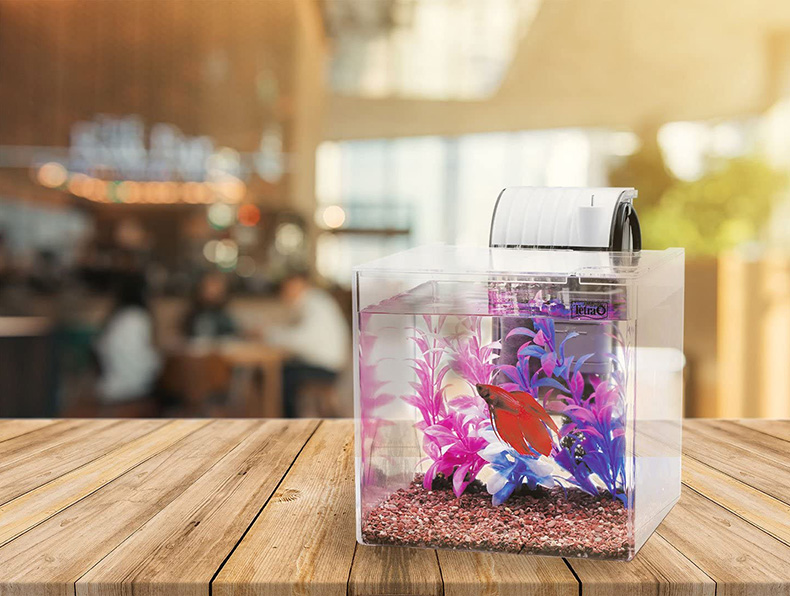 ベターのコップ飼育やフィルター無しは止めるべき。長くは飼えない。九州アクア日和