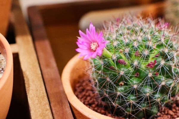 クジャクサボテンを上手に育てるには？育て方のポイントと注意点