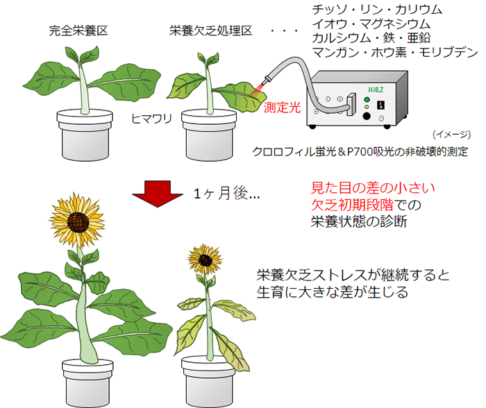 実験18：植物の呼吸 １年理科『生物』 takaの授業記録2012