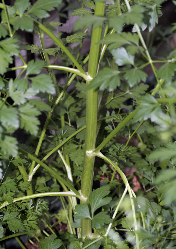 パセリ枯れる原因3つパセリが好む環境と嫌がる環境を把握しよう - 農業屋