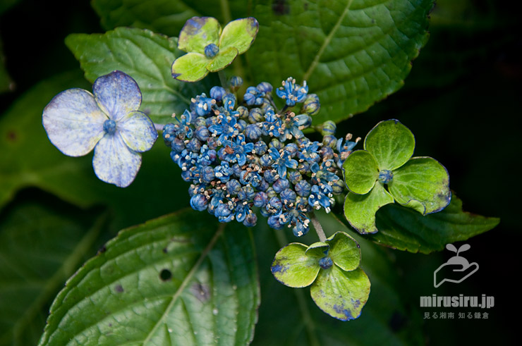 アジサイの葉が枯れたようになる緑の相談室