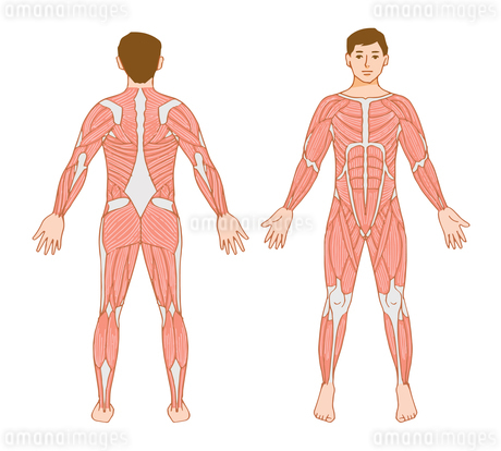 ボディビルダー男性が後ろを向き背中の筋肉をアピールの無料イラスト 運動50026素材Good