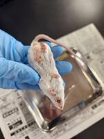 ラット解剖写真臨病ヨネザワHP 自由と独立 と解散