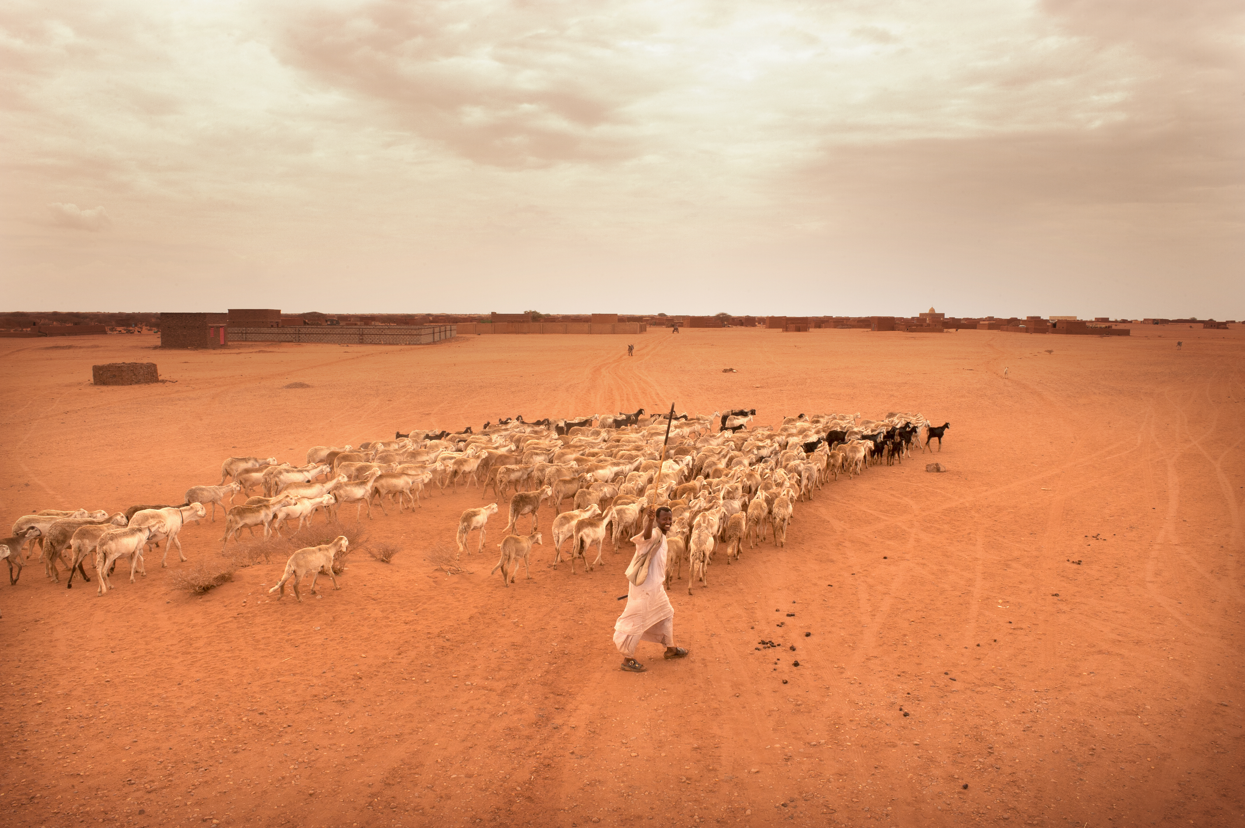 ゴミの力で砂漠を緑化、アフリカの農村が得る収入と和解JSTORIES