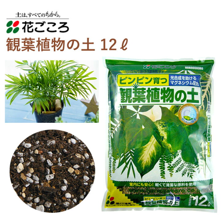 観葉植物用 6号鉢 植え替え土セット郵便局のネットショップ