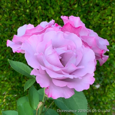 追放された期待外れ聖女ですが、聖婚により魔霊伯爵様に嫁ぐことになりましたcomicスピラ小駒みち 本通販Amazon