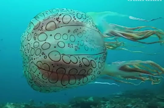 キロデクテスマクラツスTikTok