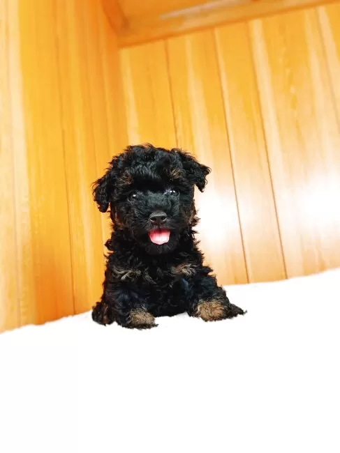 栃木県のトイプードル女の子・2024 02 14生まれ・ブラックタン 子犬ID：304022 ブリーダーナビ
