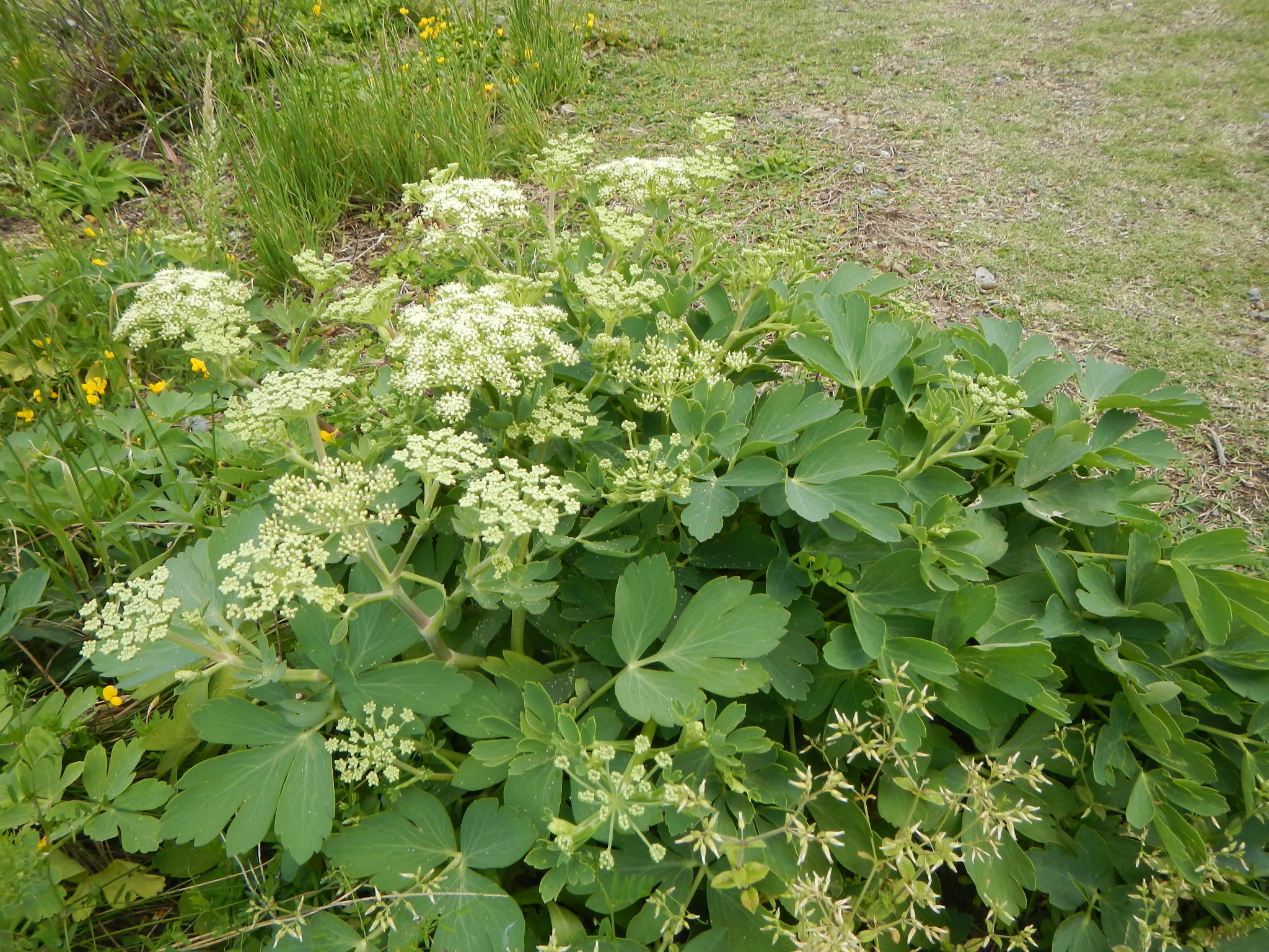 ジニアの育て方 種まきのやり方は？冬越しはできる