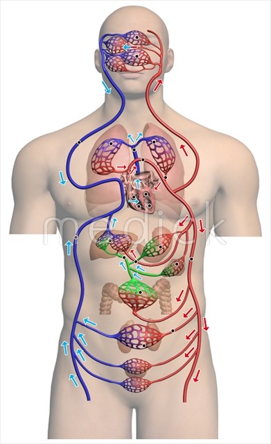 肺循環と体循環のイラスト ※着色あり🎨 フリー素材 看護roo! カンゴルー
