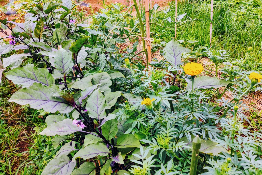 オクラ栽培のコンパニオンプランツ！一緒に育てることができる野菜や植物とは？kurashi-no