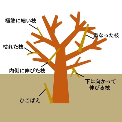 桜桃の剪定の仕方さくらんぼ狩り園 清樹園