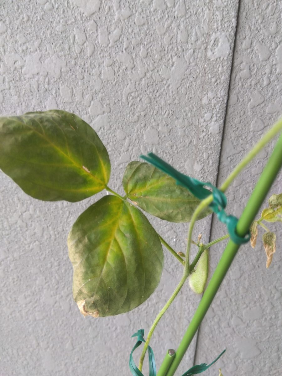 これは病気でしょうか？枝豆の葉っぱ一部が白くシワシワになっています>_<- Yahoo!知恵袋