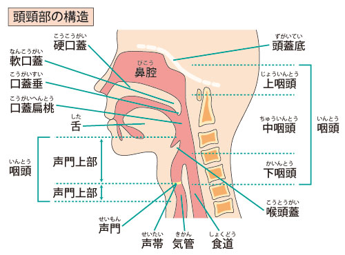 基礎知識 摂食嚥下のメカニズム 口や、のどの名称日医工株式会社