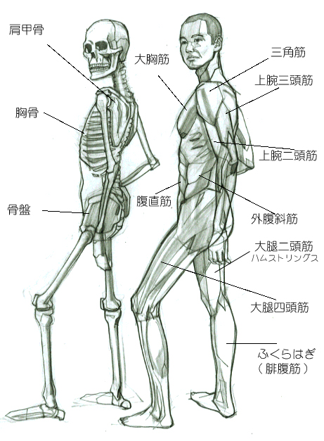 横から見ても薄くキレイな体ラインルロゼでルロゼ医院