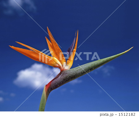 ストレッチアの写真素材 - PIXTA