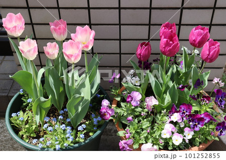 11月におすすめ！ 3種の球根を使った寄せ植え 作り方と球根が咲いた記録LOVEGREEN ラブグリーン