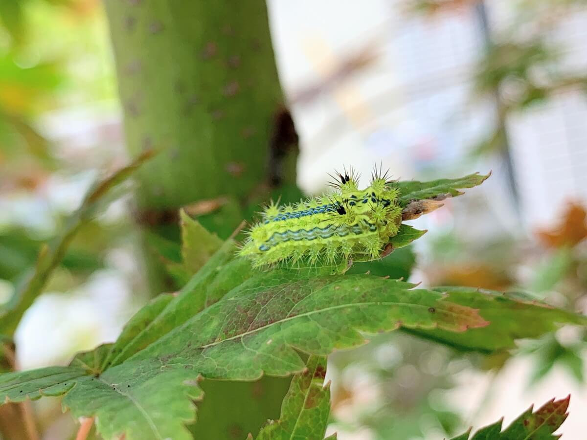 イラガの生態と人間への影響刺された時の対処方法・駆除のやり方などを解説マイナビ農業