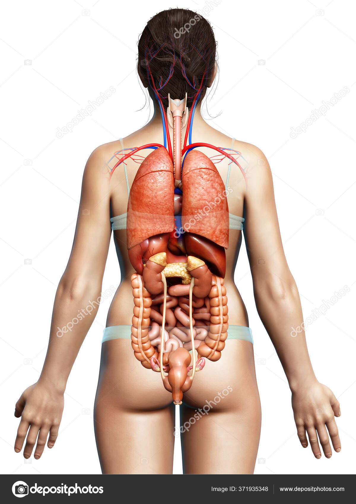 女性腹部内脏器官位置分布图