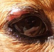 19 : 犬のマイボーム腺腫切除術瞼の出来物林動物病院