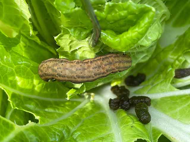 白菜 ハクサイ の育て方。 被害の大きな４種類の害虫の正体さびまりの野菜栽培ブログ
