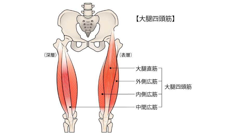 ダンベルランジの効果の出るやり方と基本フォームを動画で解説！東京筋トレ