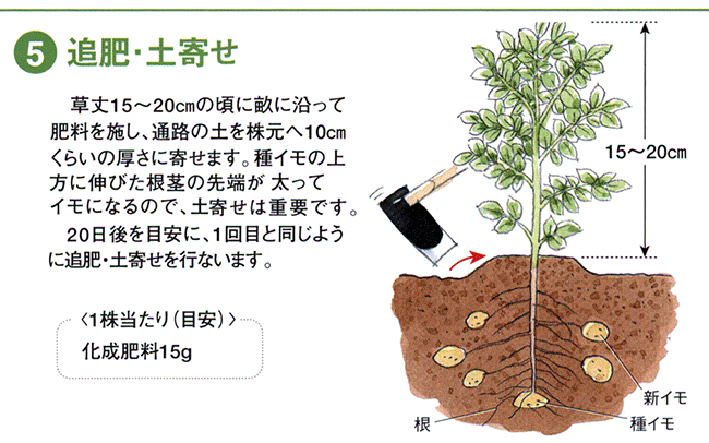 じゃがいも植え付けニャハハの家庭菜園－ポタジェと水耕栽培