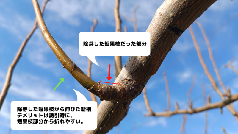 梨の木の病気 梨の木の葉に疥癬 - オーガニックのストックフォトや画像を多数ご用意 - オーガニック, クローズアップ, スペイン - iStock