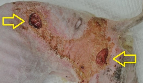 野生動物の法獣医学と野生動物医学の現状 第19回 野生動物体表で蠢く壁蝨・虱 その１ －獣体内に潜む奴はよりゑぐい - いきもののわ