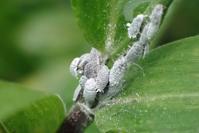 お米の虫はどこから発生する？未開封でも安心できない！ 正しく保存しないと虫は湧きます！株式会社ヒダカラ