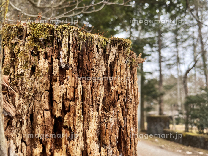 森の中の腐敗した木の幹の接写。腐った木の豊かなテクスチャーと土色の色調を見せています。緑豊かな背景の中で自然な減衰の過程を強調しています。写真素材2497566993Shutterstock