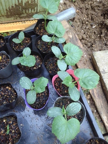 症状からわかるピーマンの害虫農業・ガーデニング・園芸・家庭菜園マガジン AGRI PICK