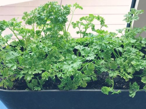 プロ直伝 簡単なパセリの育て方手間をかけずにおいしさをプラス