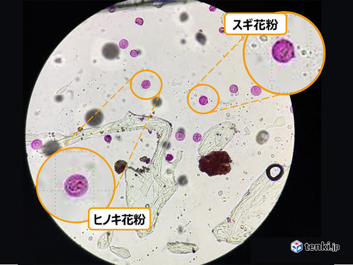 花粉サーチ・花粉データベース：電子顕微鏡写真 花・植物