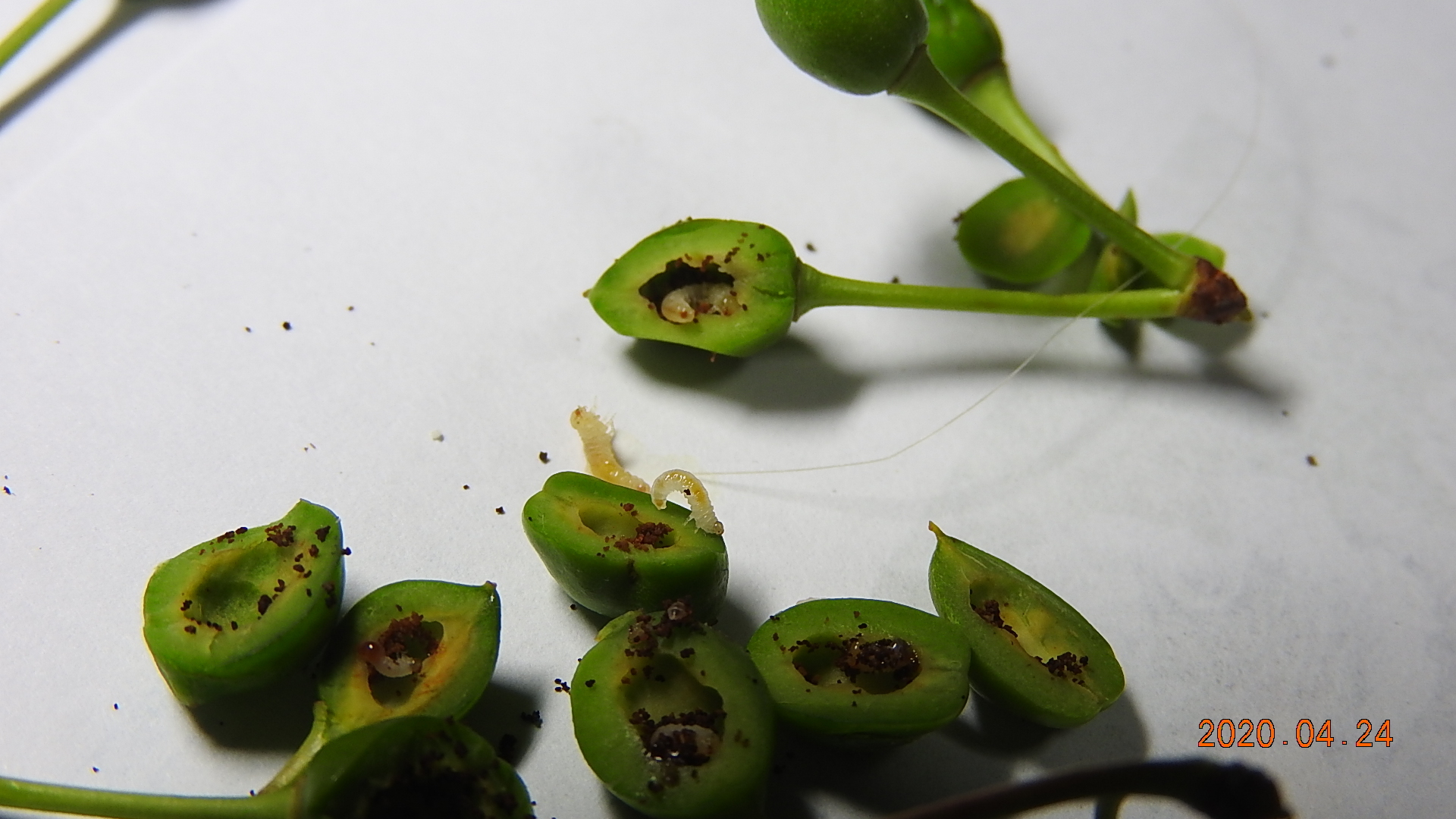 特殊報 スモモにスモモミハバチ 県内で初めて確認 大分県JAcom 農業協同組合新聞