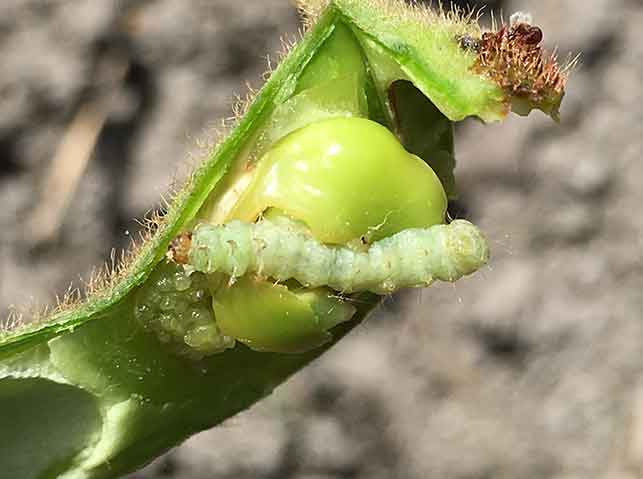 枝豆の病害虫 By H.HOKARI