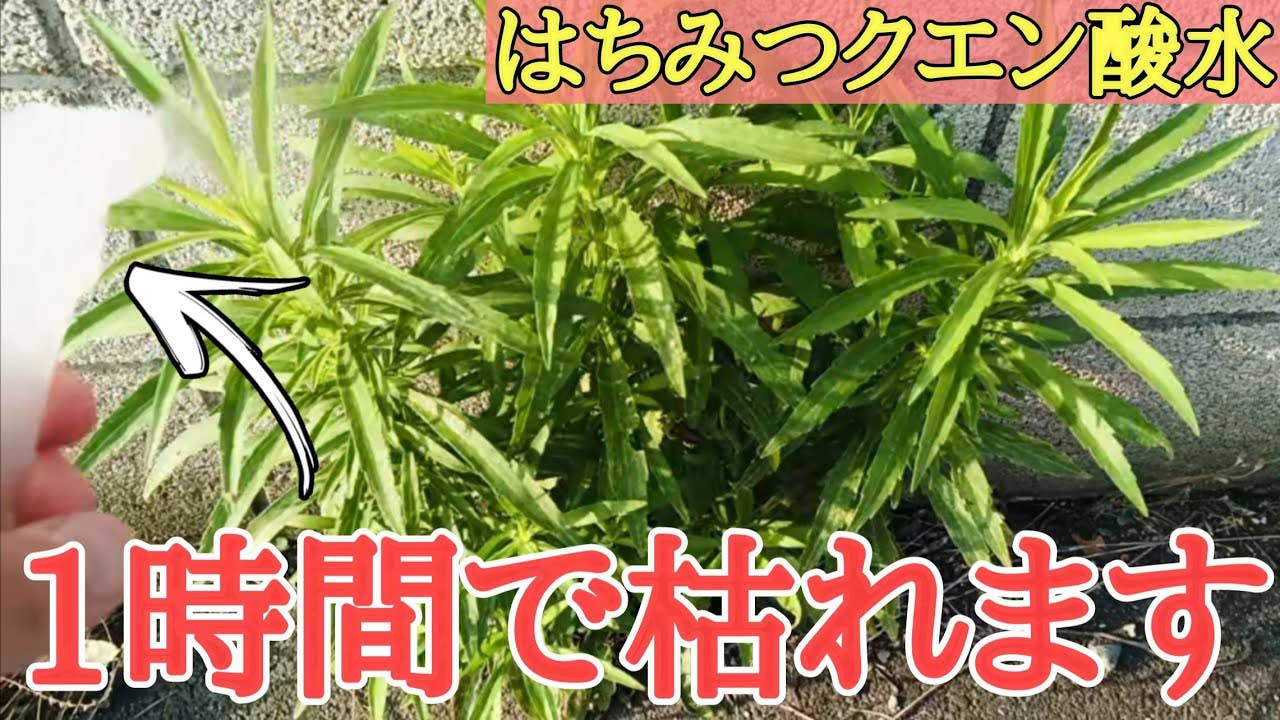 除草剤を手作り！無害な酢・クエン酸・重曹を使う方法塩は自作の除草剤で最強？タスクル