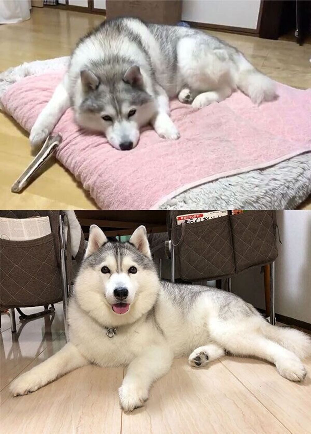 子猫を育てたシベリアンハスキーのユキちゃん。飼い主＆獣医師・かもしかさん家族のルールワンクォール