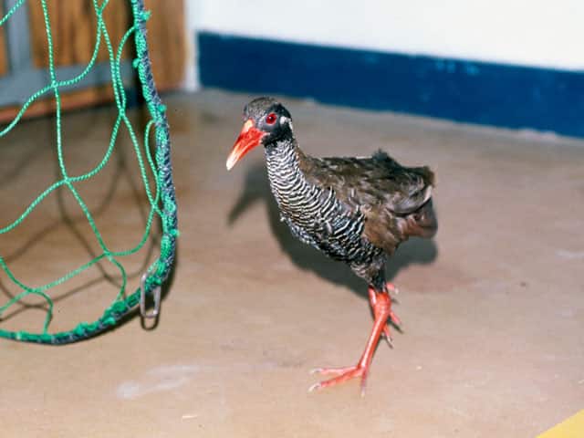 chickenだけじゃない⁉「鶏 にわとり 」の英語を徹底解説 AmazingTalker®