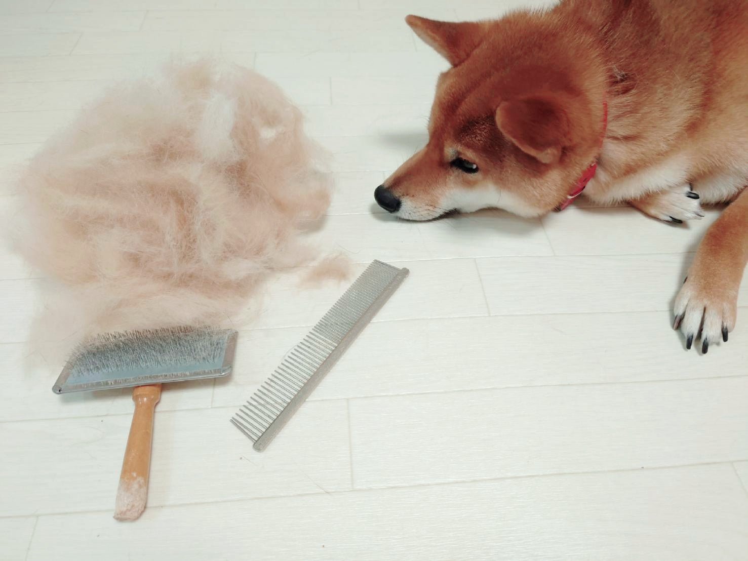 愛犬や愛猫の皮膚トラブル赤みやかゆみの症状別対策と治療法京都市左京区で動物病院なら北山駅近くの京都北山動物病院