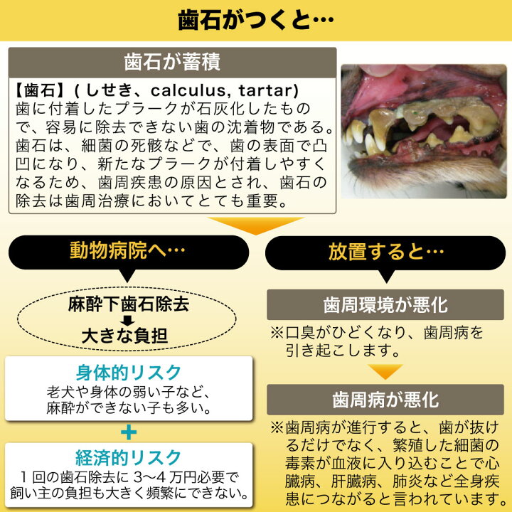 猫の歯石の取り方・除去方法は？日頃の歯磨きでの歯石予防方法も解説 獣医師監修PECO ペコ
