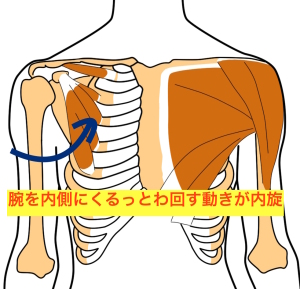肩関節インピンジメント症候群 - がじゅまるカイロプラクティック湘南台